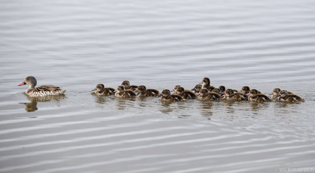 Cape Teal with Chicks