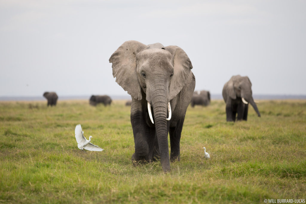 Elephant and Egrets