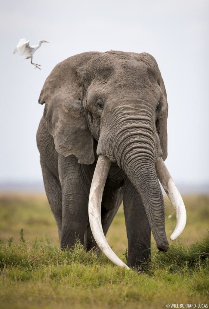 Tusker and Egret