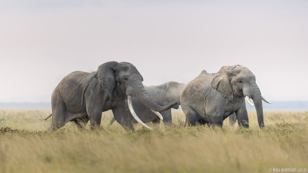 Fighting Bull Elephants