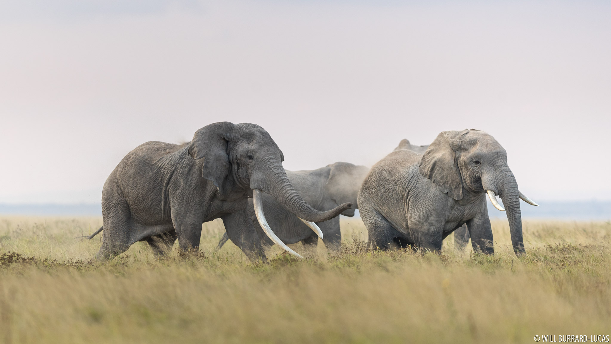 Fighting Bull Elephants | Will Burrard-Lucas