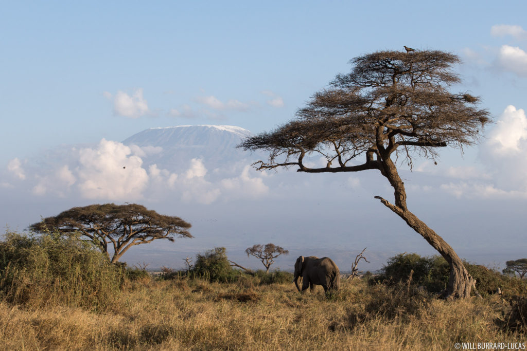 Elephant and Kilimanjaro