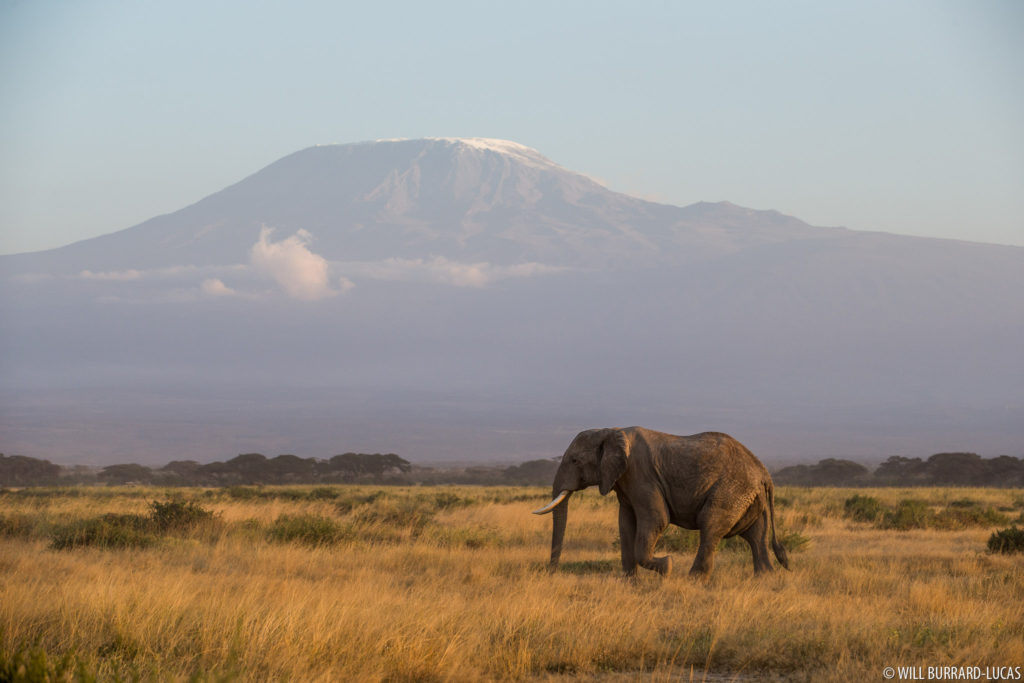 Elephant and Kilimanjaro
