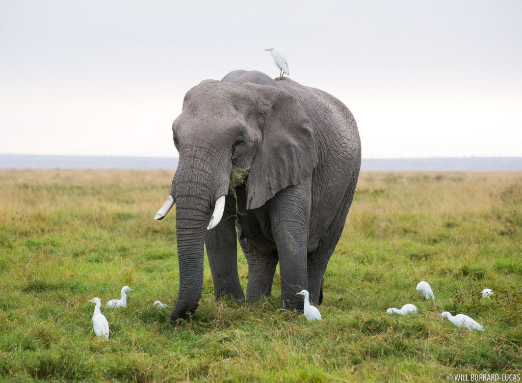Elephant and Egrets