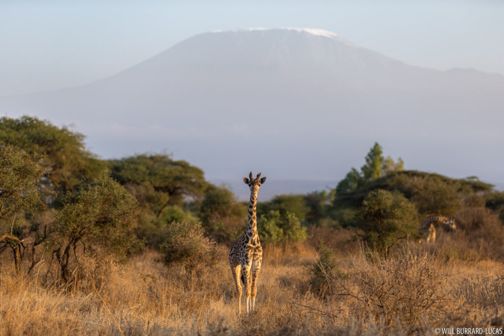 Giraffe and Kilimanjaro
