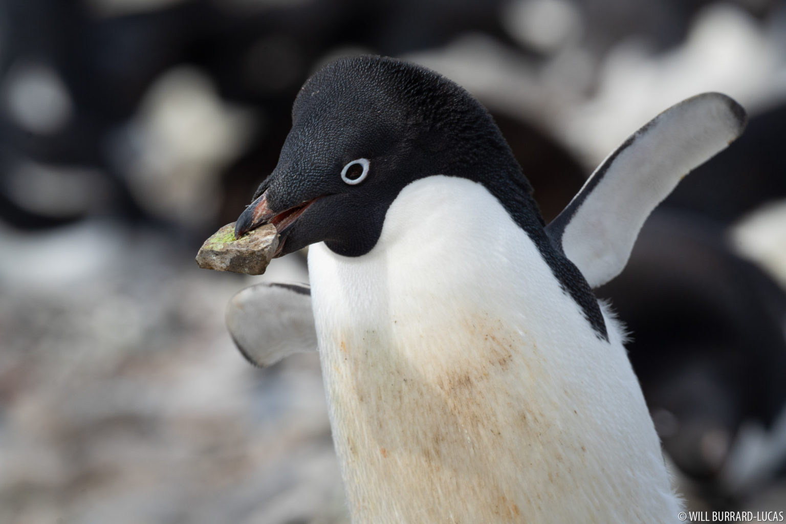 adelie-penguins-photos-pictures-images