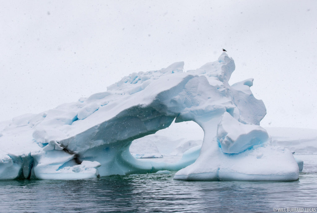 Gull on an Iceberg