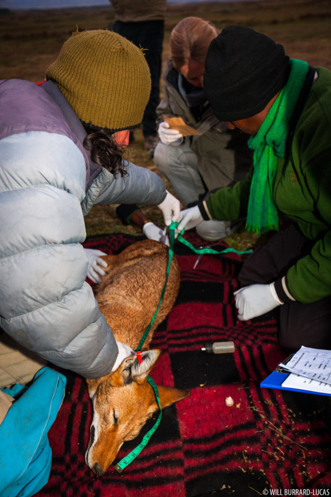 Ethiopian Wolf Research
