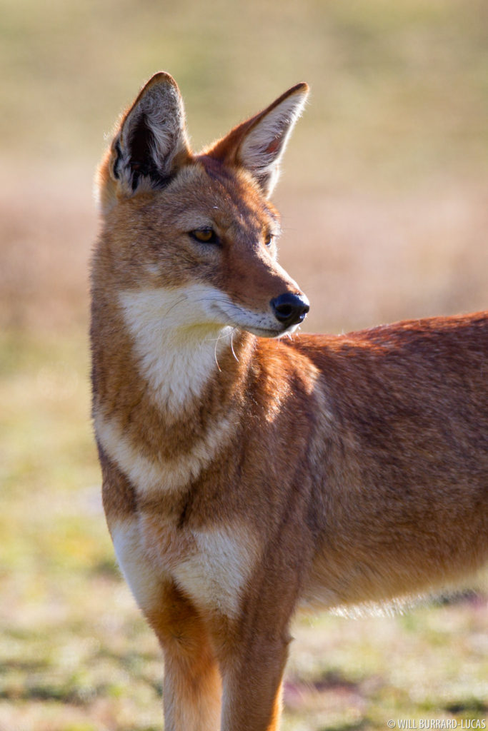 Abyssinian Fox