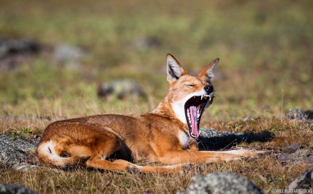 Ethiopian Wolf Jaws