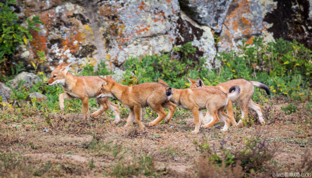 Line of Wolf Pups