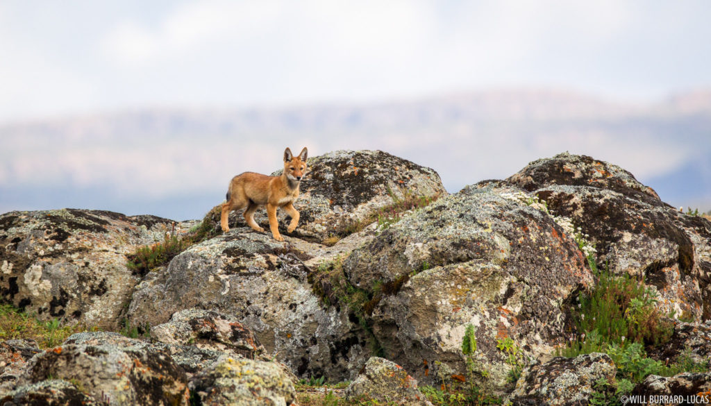 Bale Mountains Wolf Pup
