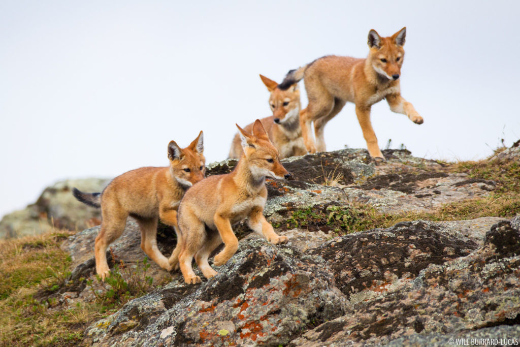 Wolf Cubs Playing