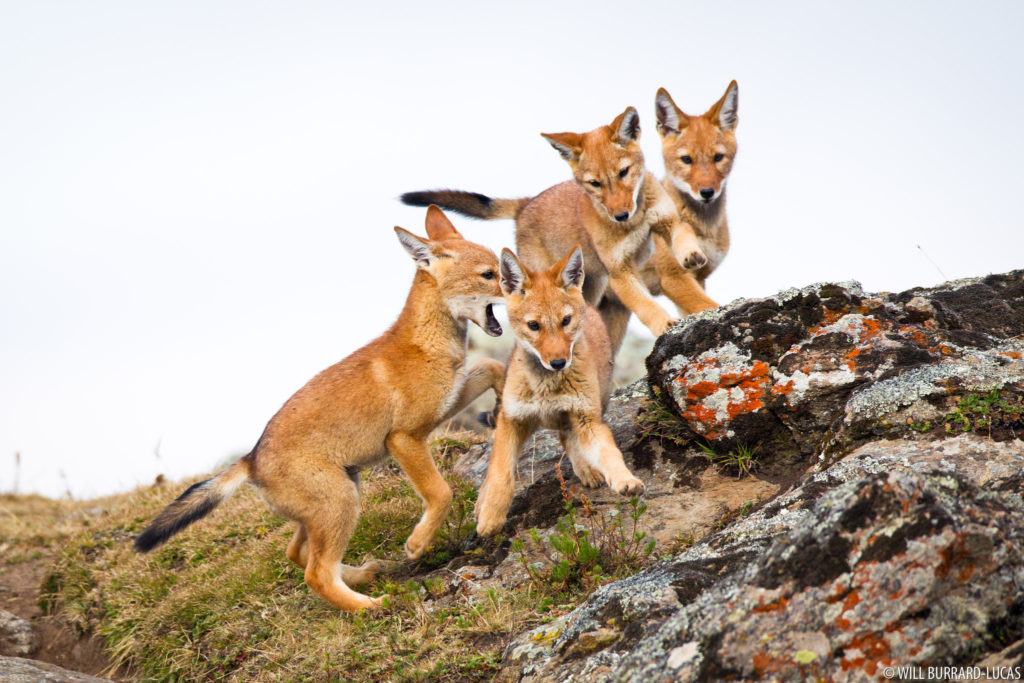 Four Wolf Pups