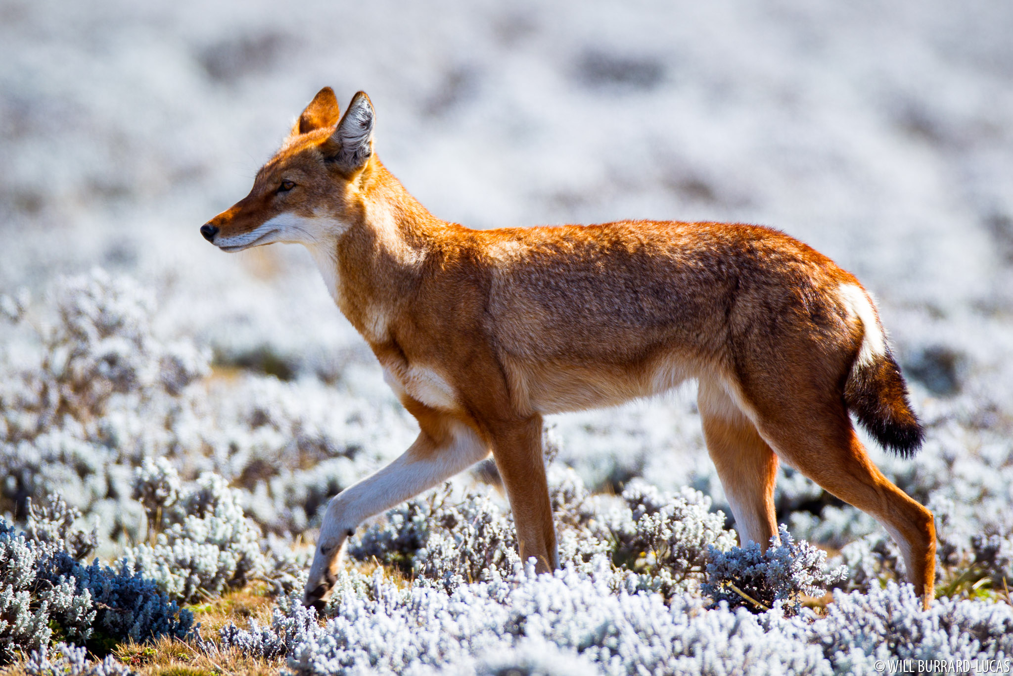 Эфиопский шакал. Эфиопский Шакал (canis simensis). Абиссинский волк. Ethiopian Wolf. Canis simensis.