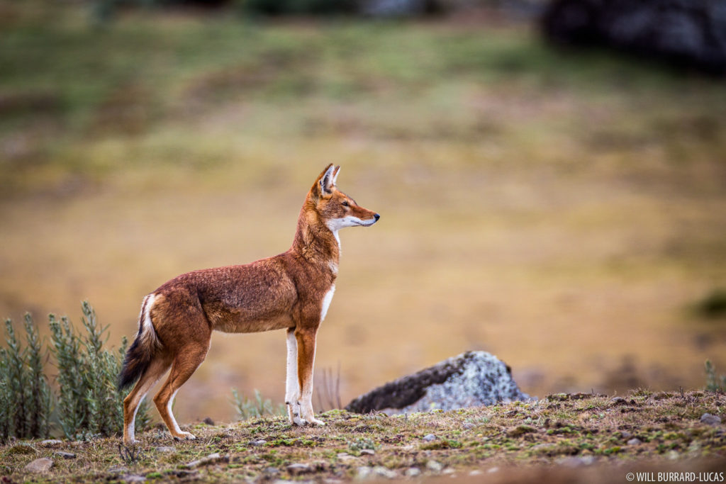 Bale Mountains Wolf