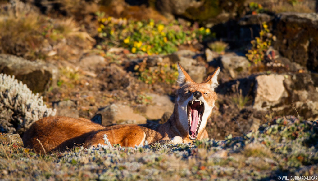 Wolf Yawn