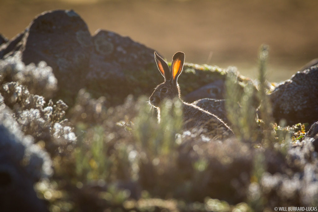 Ethiopian Highland Hare