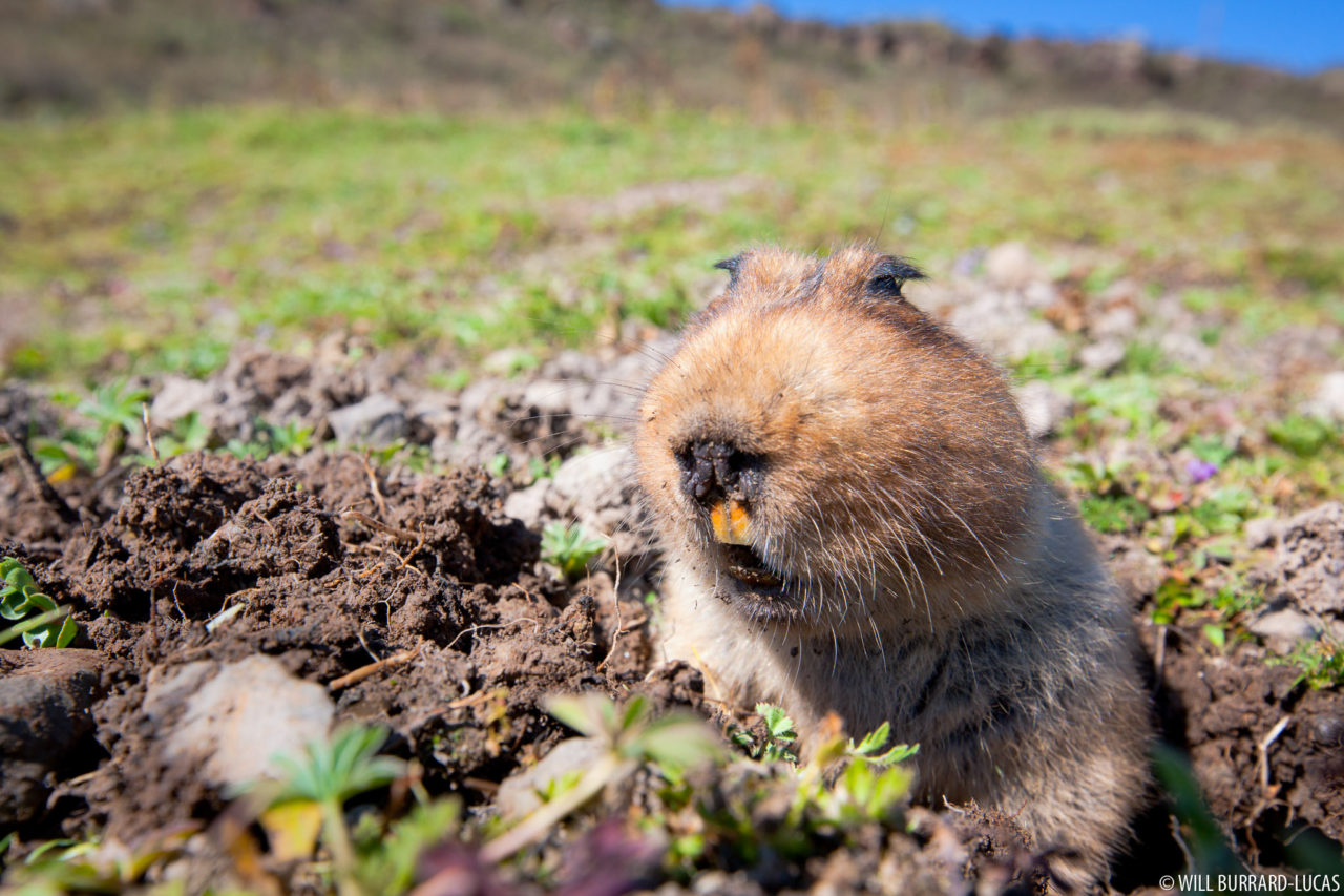 big-headed-african-mole-rats-photos-pictures-images