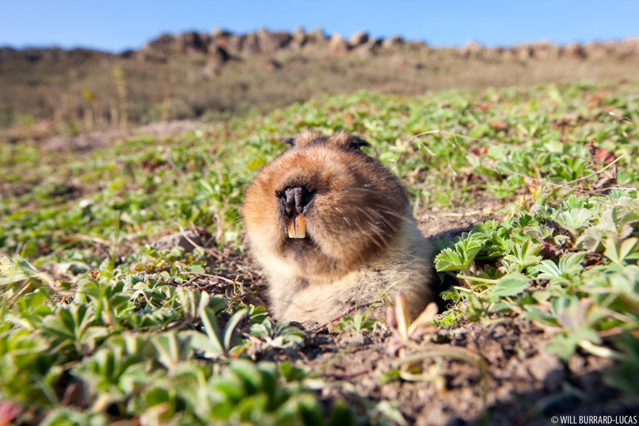 big-headed-african-mole-rats-photos-pictures-images