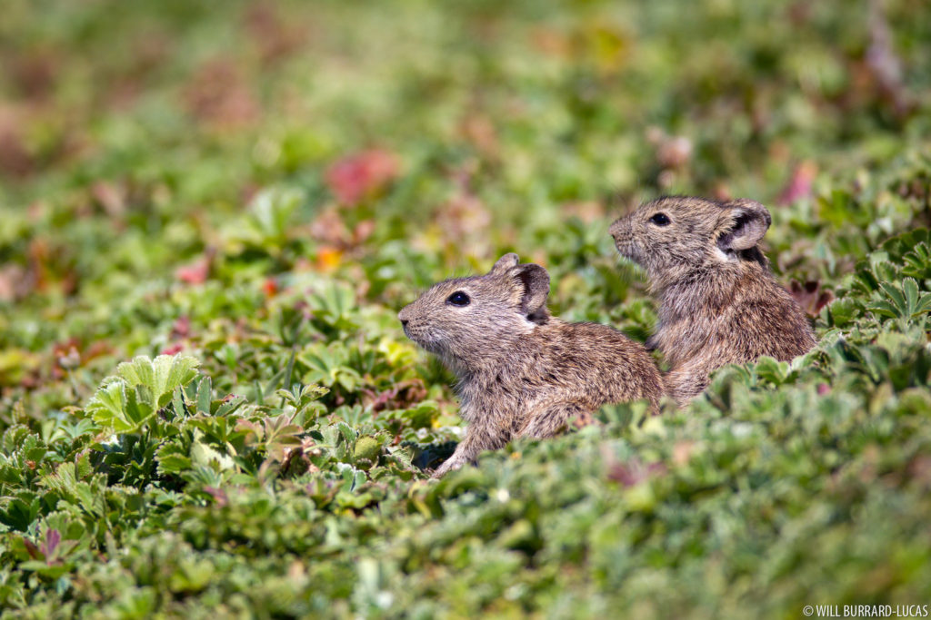Two Grass Rats