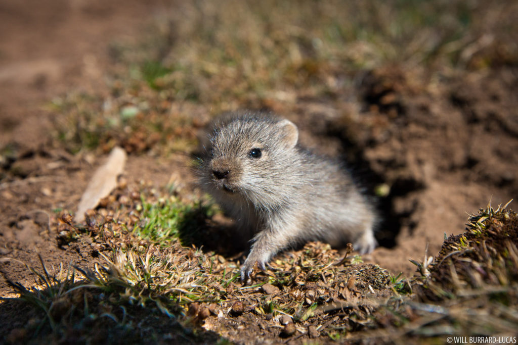 Baby Grass Rat