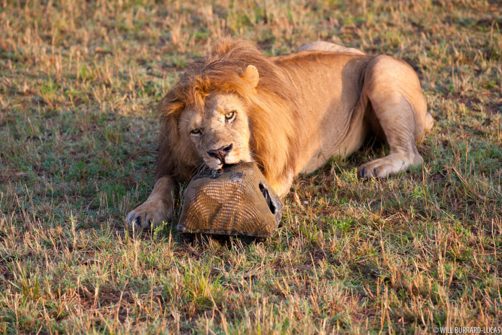 BeetleCam and Lion