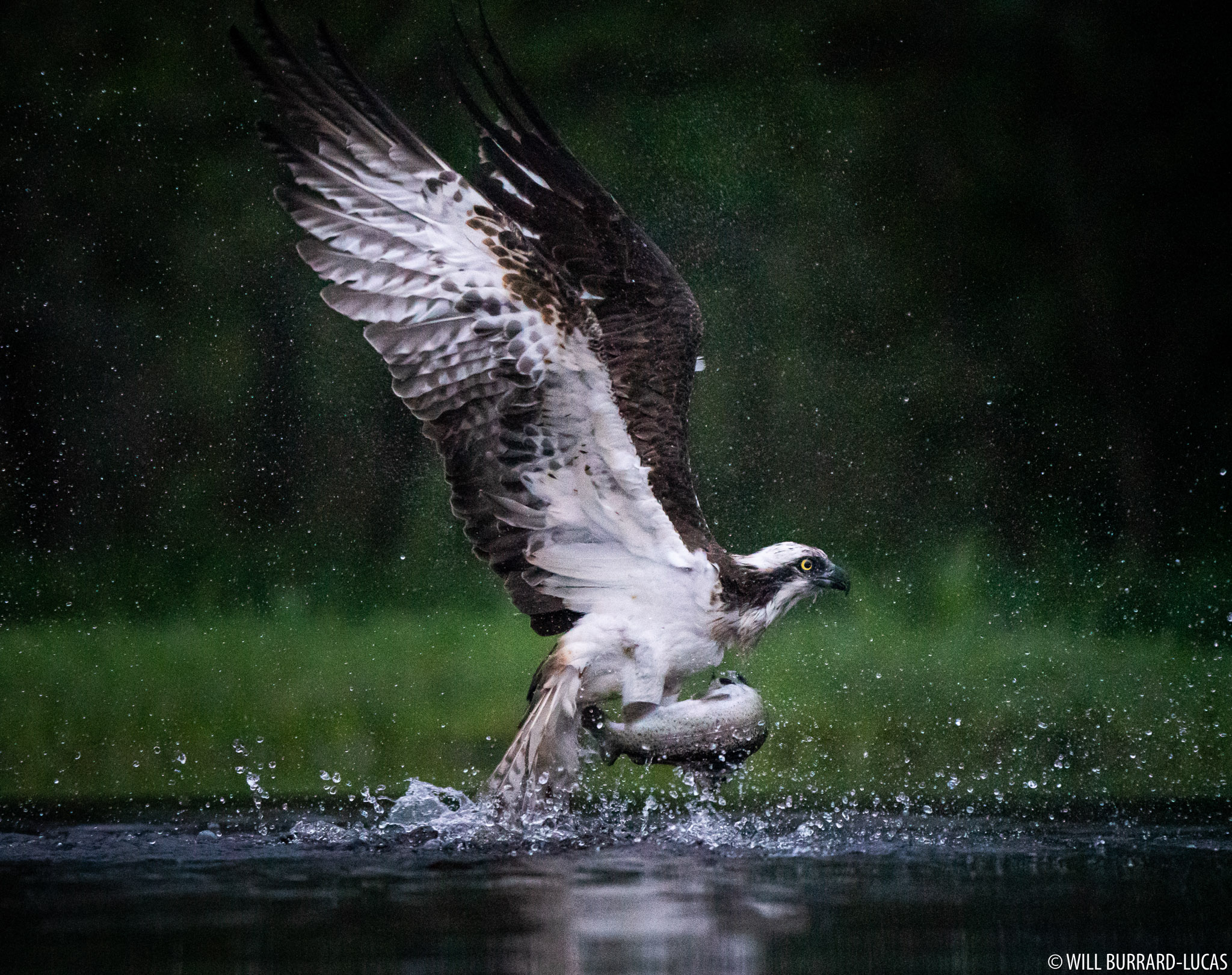 osprey with fish