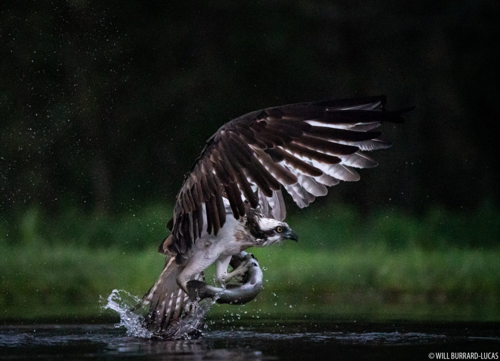 Osprey Catching a Fish