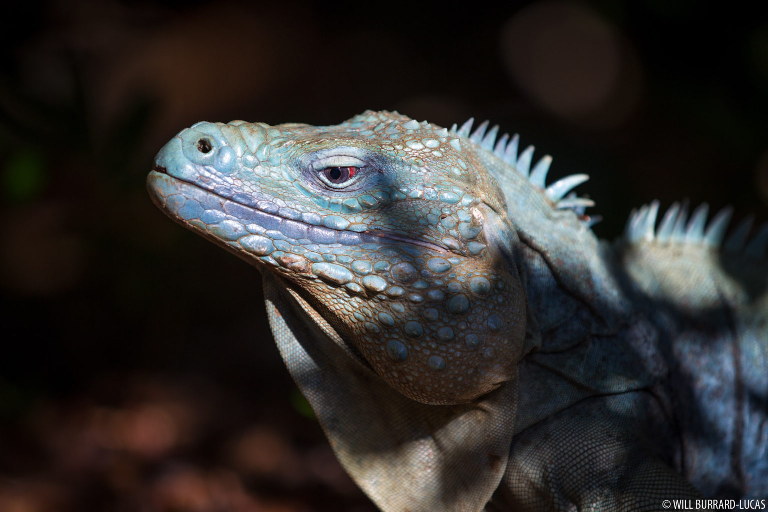 Blue Iguanas | Photos Pictures Images