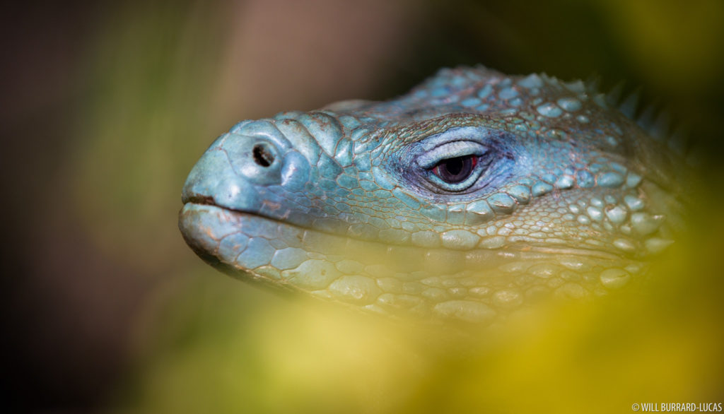 Blue Iguana in Foliage