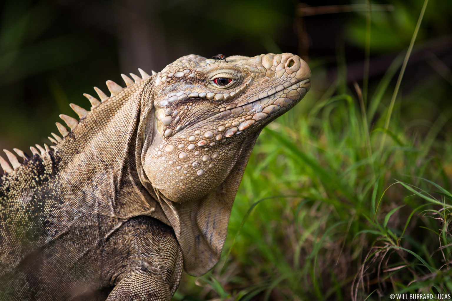 Cuban Rock Iguanas 