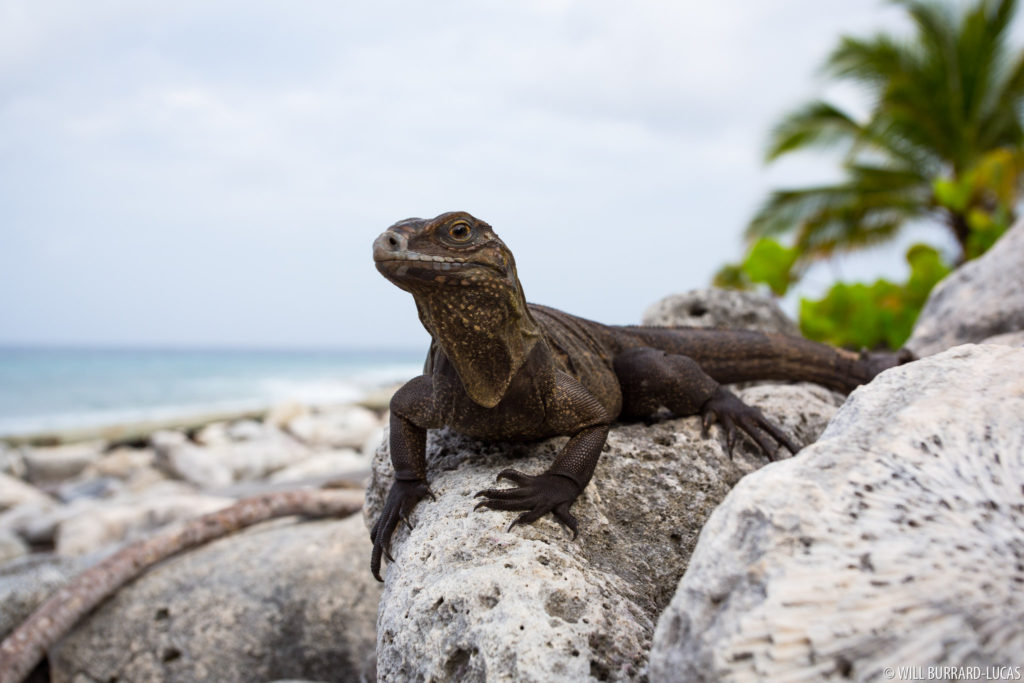 Little Cayman Iguana