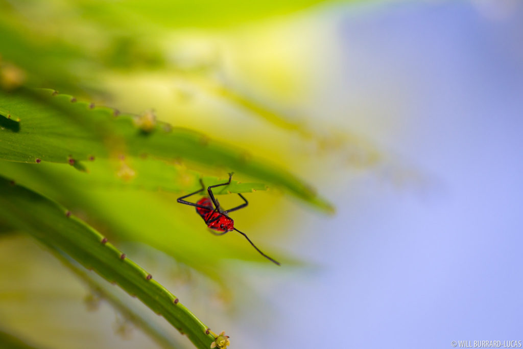 Red Insect