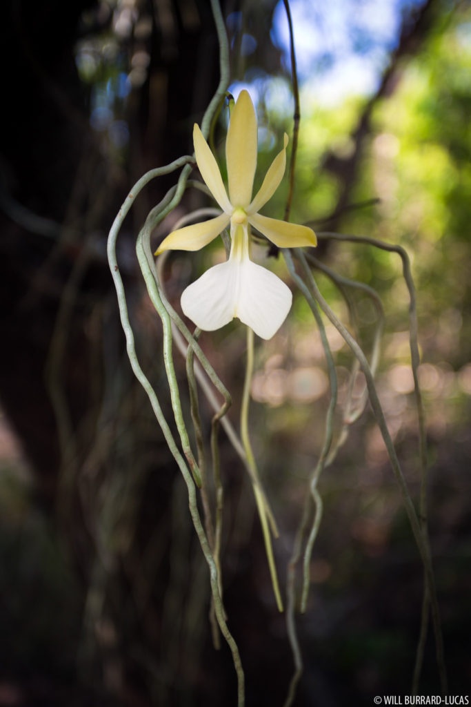 Ghost Orchid Flower