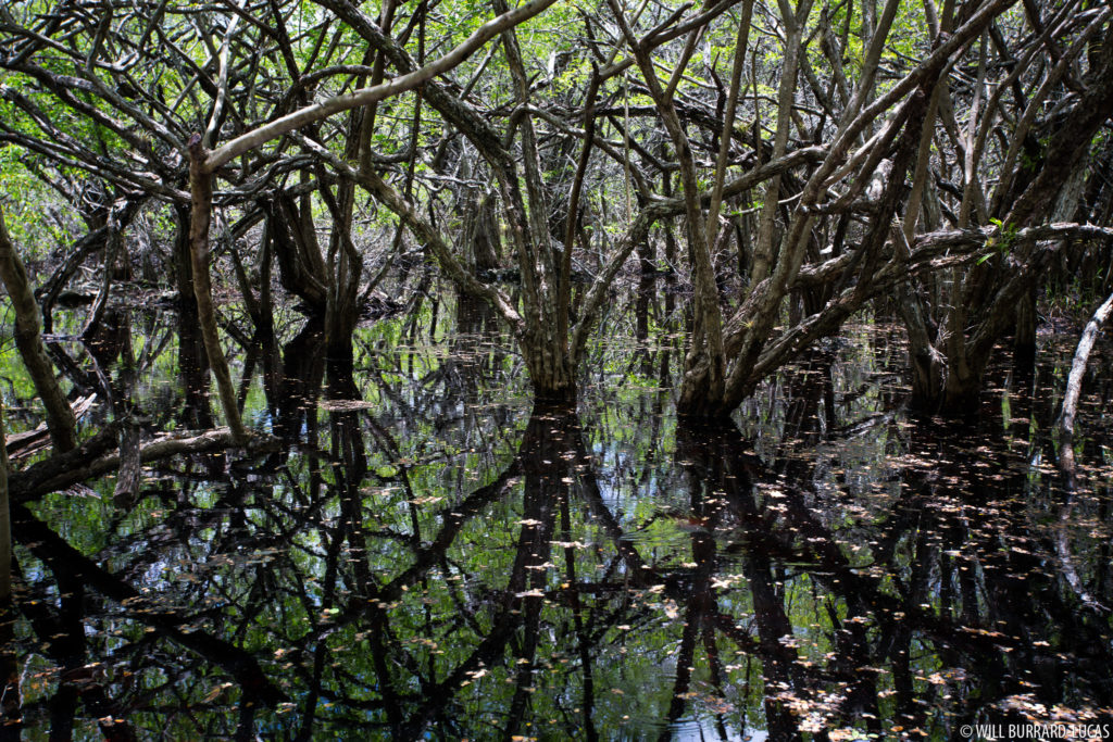 Logwood Swamp