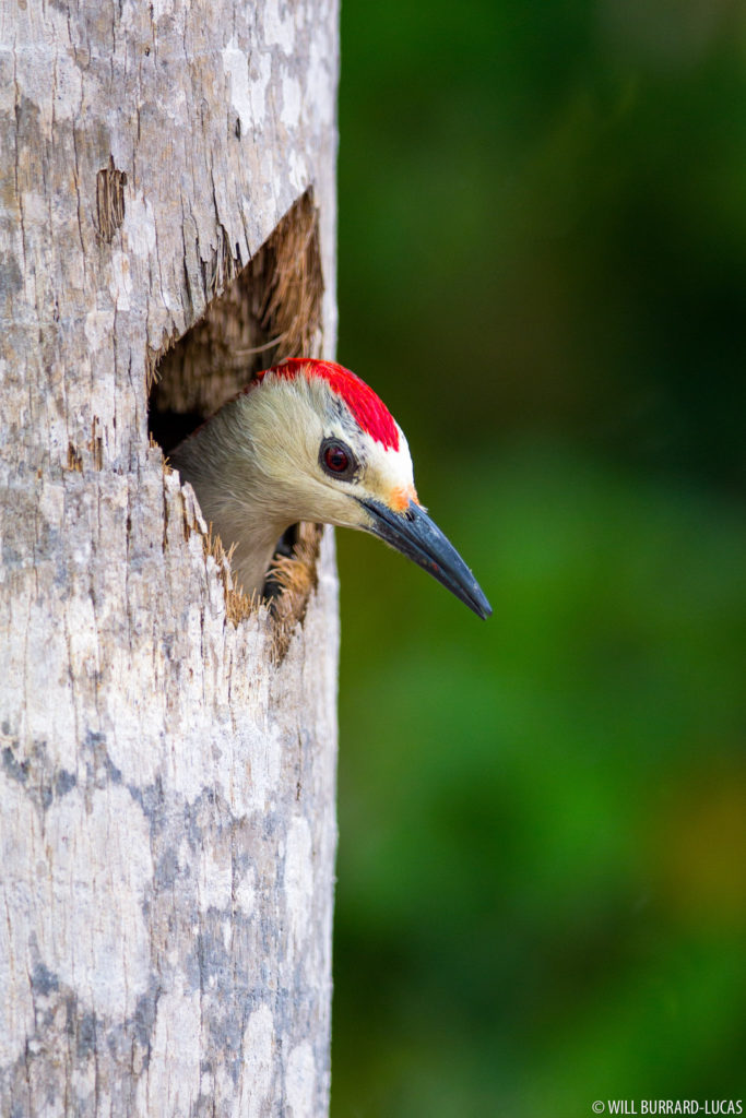 Nesting Woodpecker