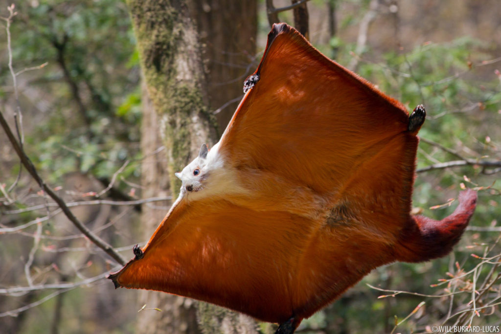 Giant Flying Squirrel