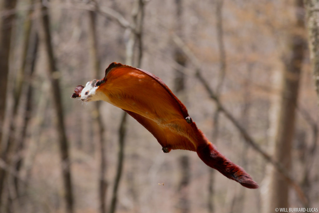 Red and White Flying Squirrel