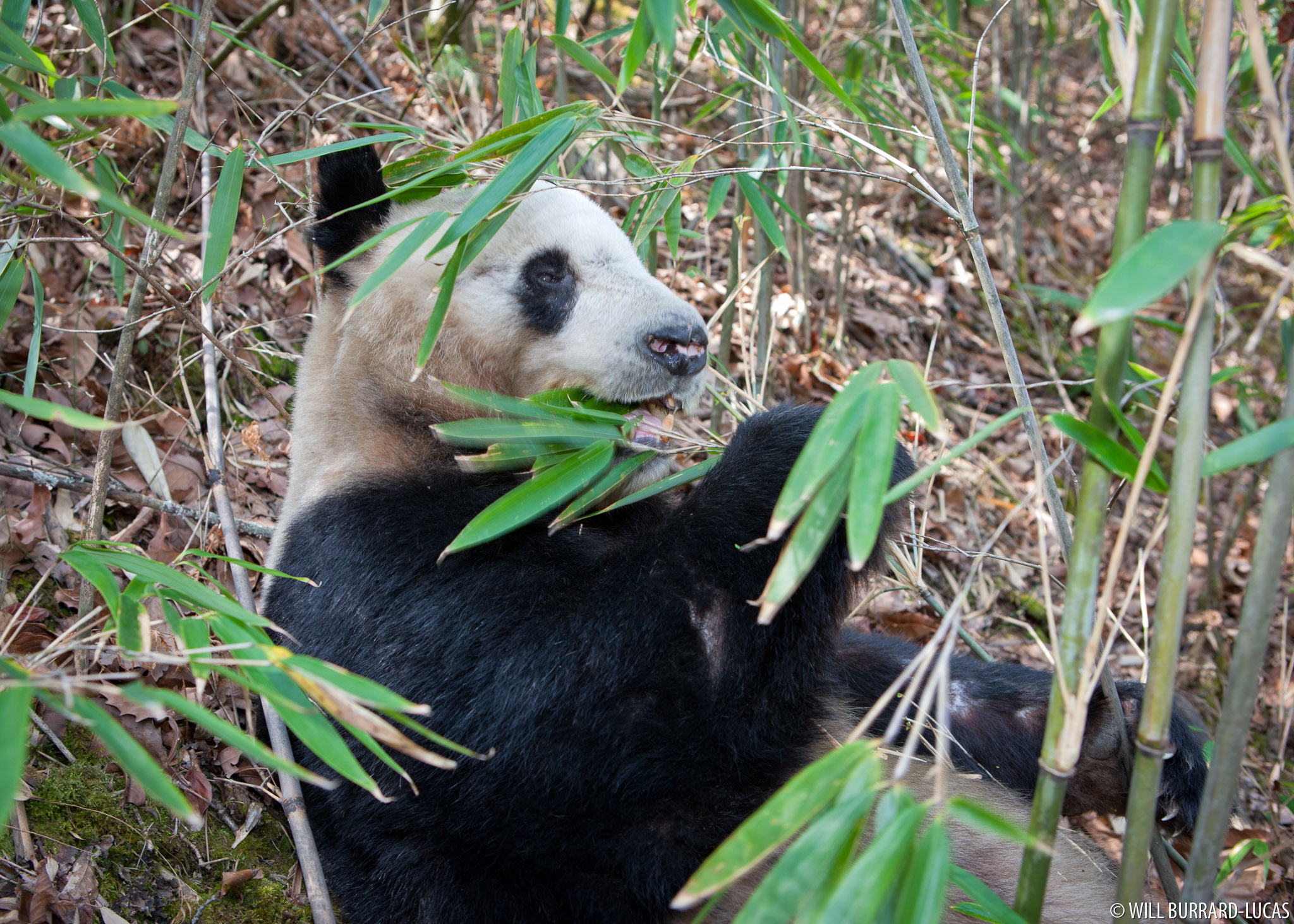 bear-necessities-scientists-explain-how-pandas-survive-eating-just