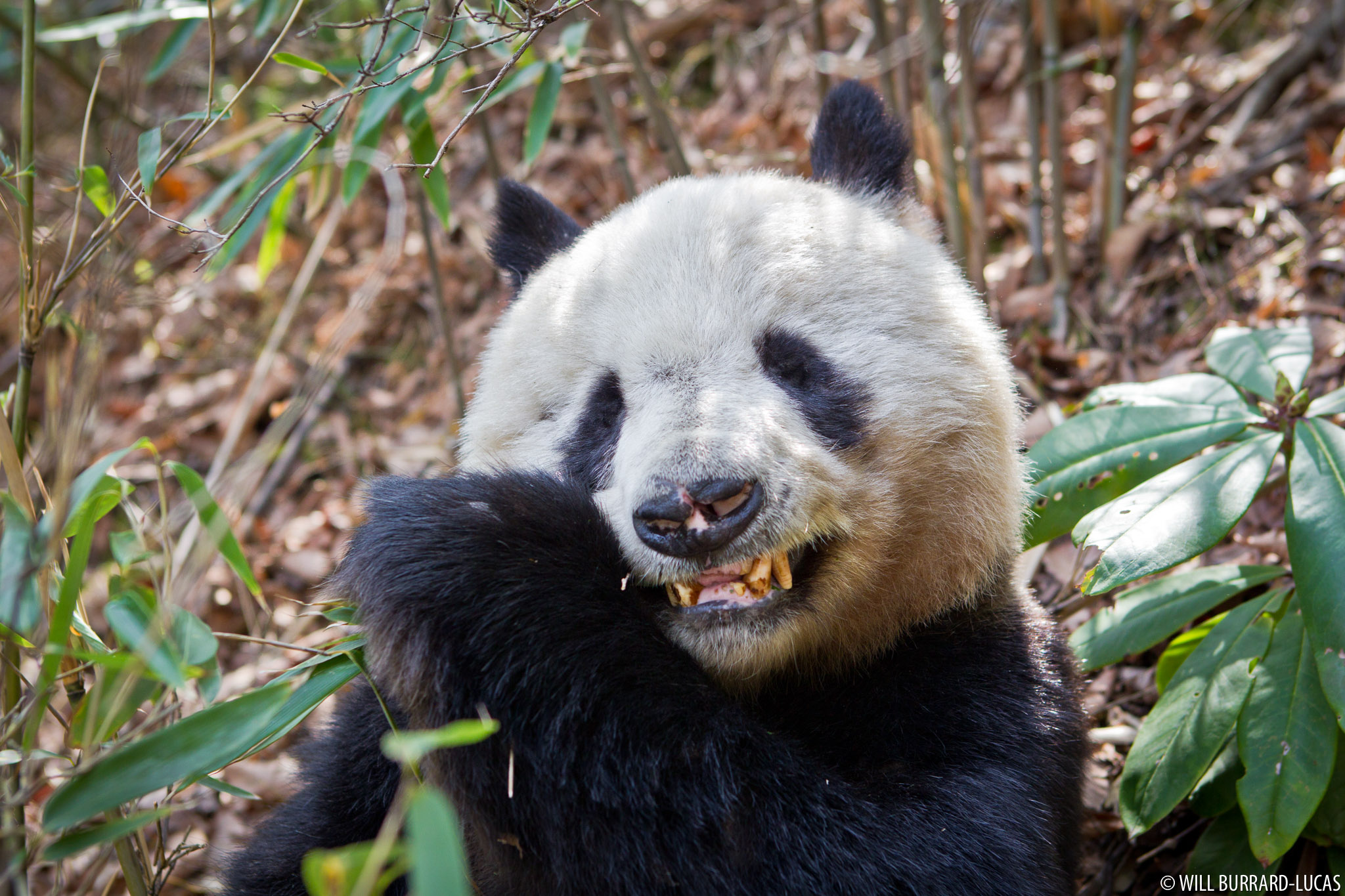 Панды едят мясо. Giant Panda (Ailuropoda melanoleuca). Большая Панда хищник. Зубы панды. Клыки панды.