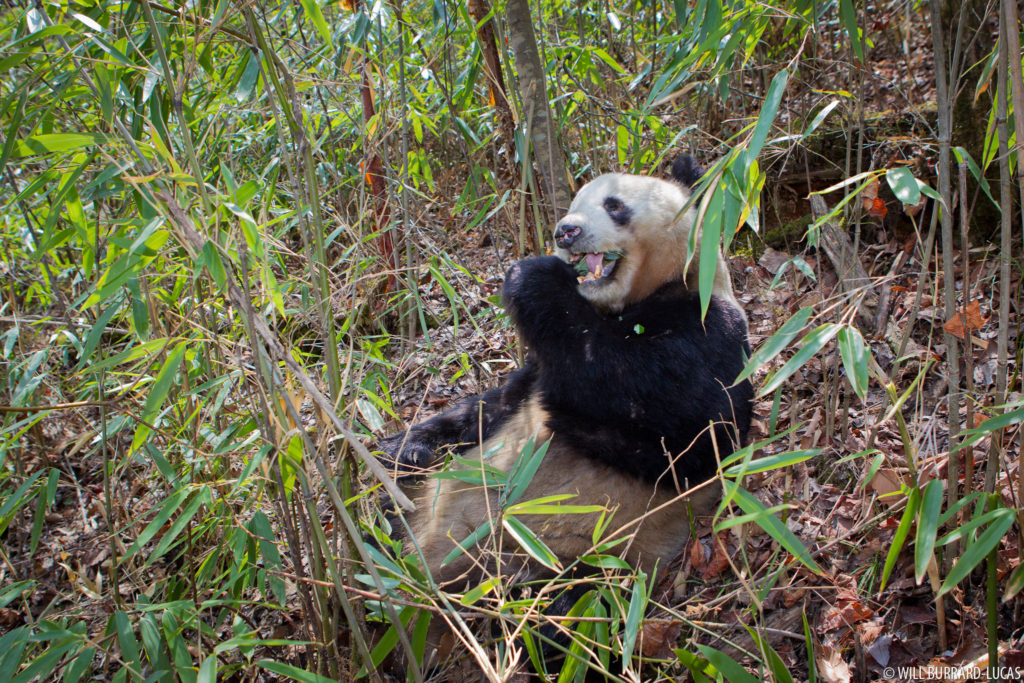Panda in Bamboo