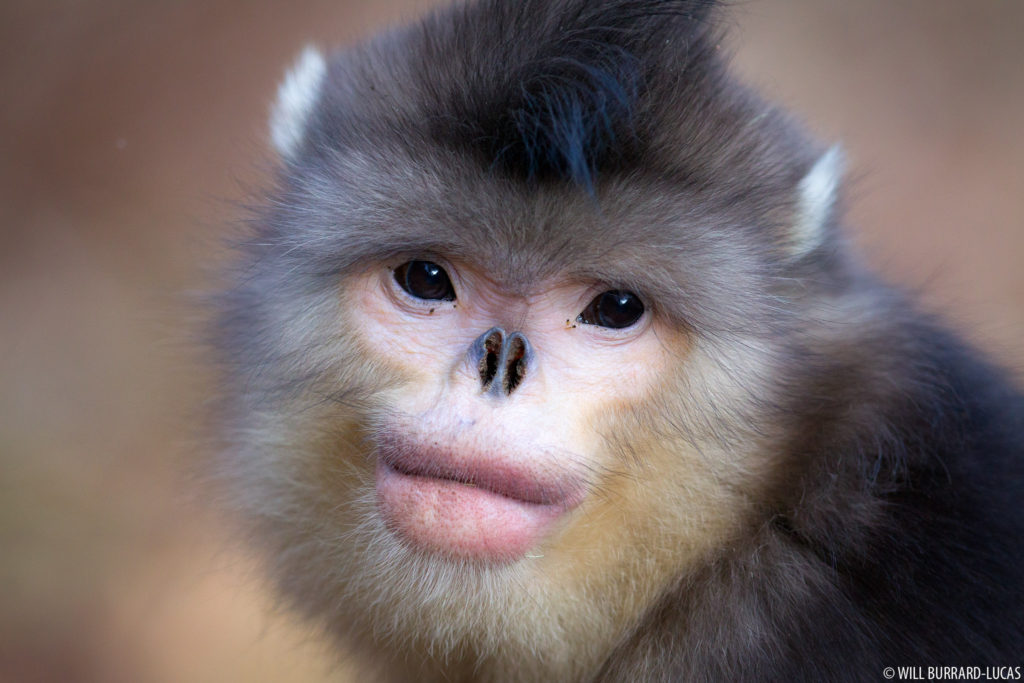 Female Snub-nosed Monkey