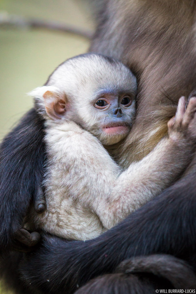 Baby Snub-nosed Monkey