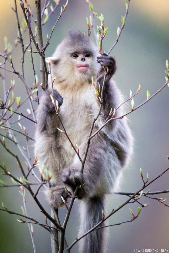 Snub-nosed Monkey