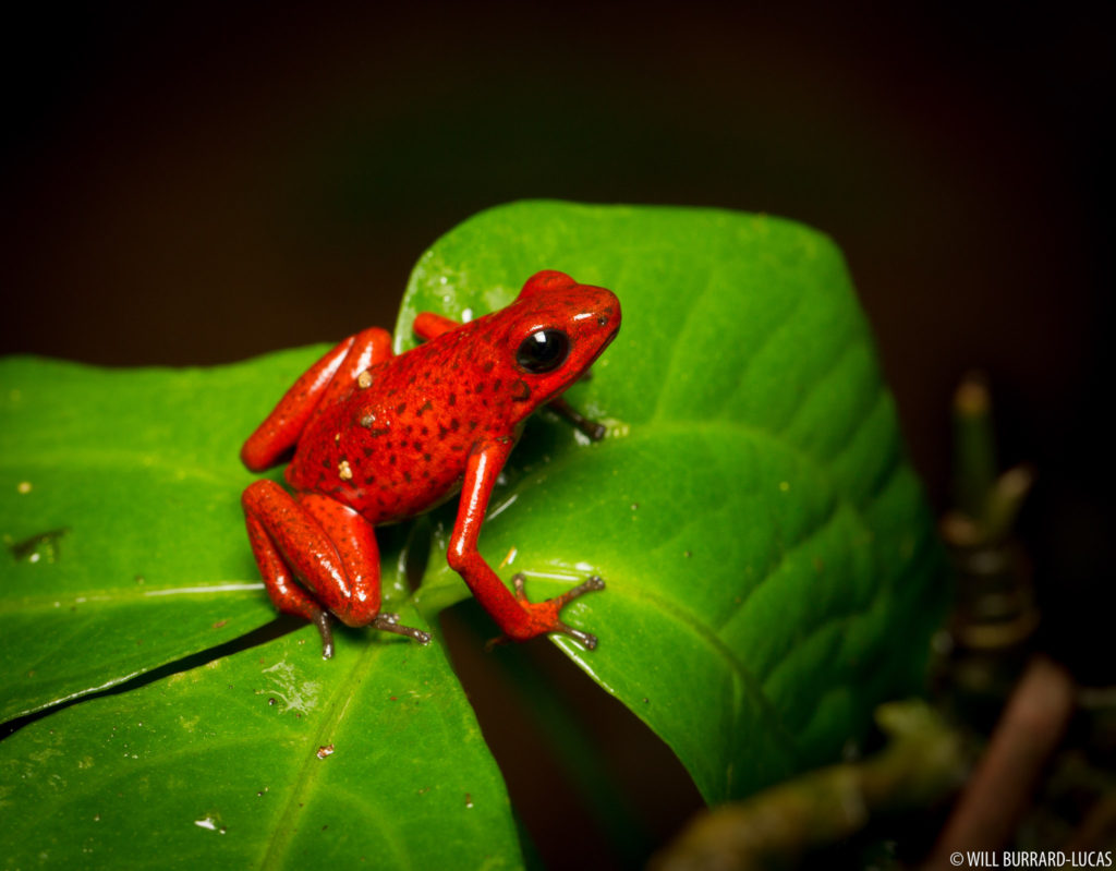Strawberry Poison-dart Frog