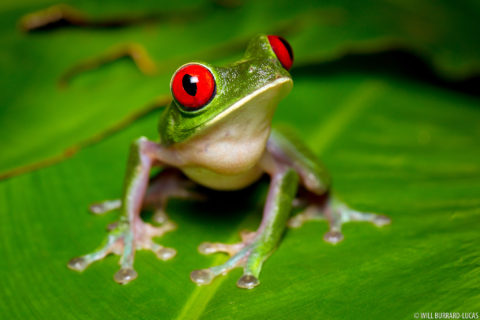 Amphibians | Photos Pictures Images