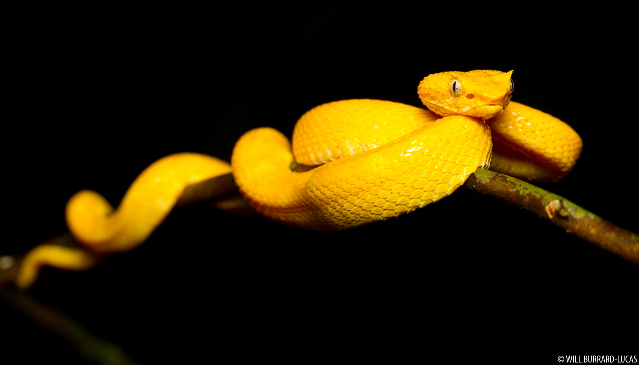 Ярко желтая змея