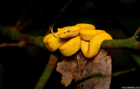 Costa Rica + Snakes | Photos Pictures Images