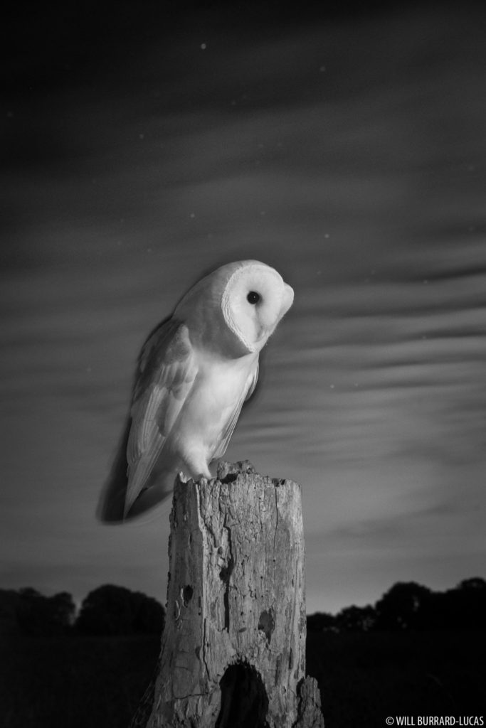 Barn Owl at Night